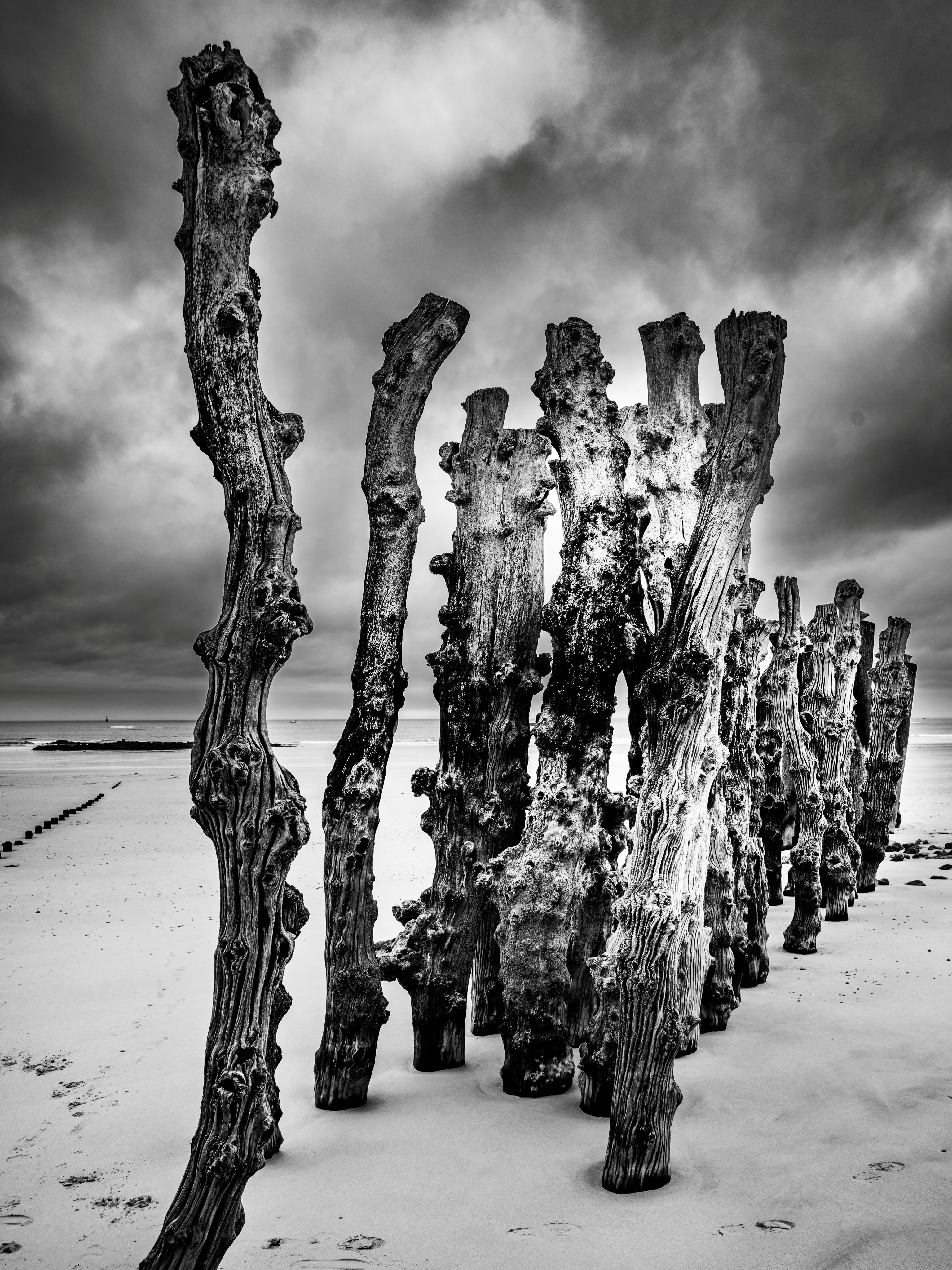 « Ils ressemblent à des silhouettes venues d’un autre temps…
Pourtant, ces géants de bois affrontent l’océan depuis des siècles. »

Sur la plage du Sillon à Saint-Malo, les brise-lames ne sont pas là pour décorer le paysage. Érigés dès la fin du XVIIe siècle puis renforcés au XIXe, ces milliers de pieux de chêne avaient une mission vitale : casser la violence des vagues avant qu’elles ne viennent frapper la digue et les remparts de la cité corsaire.

Usés par le sel, sculptés par les tempêtes et les marées parmi les plus puissantes d’Europe, ils portent aujourd’hui les cicatrices du temps.
À marée basse, ils dévoilent une atmosphère presque irréelle… comme une armée silencieuse figée face à l’horizon.

Dans cette lumière noire et blanche, Saint-Malo montre son visage le plus brut.
Un dialogue entre la mer, le vent et le bois.

📍 Plage du Sillon — Saint-Malo

#SaintMalo #BriseLames #LeSillon #Bretagne #NoirEtBlanc