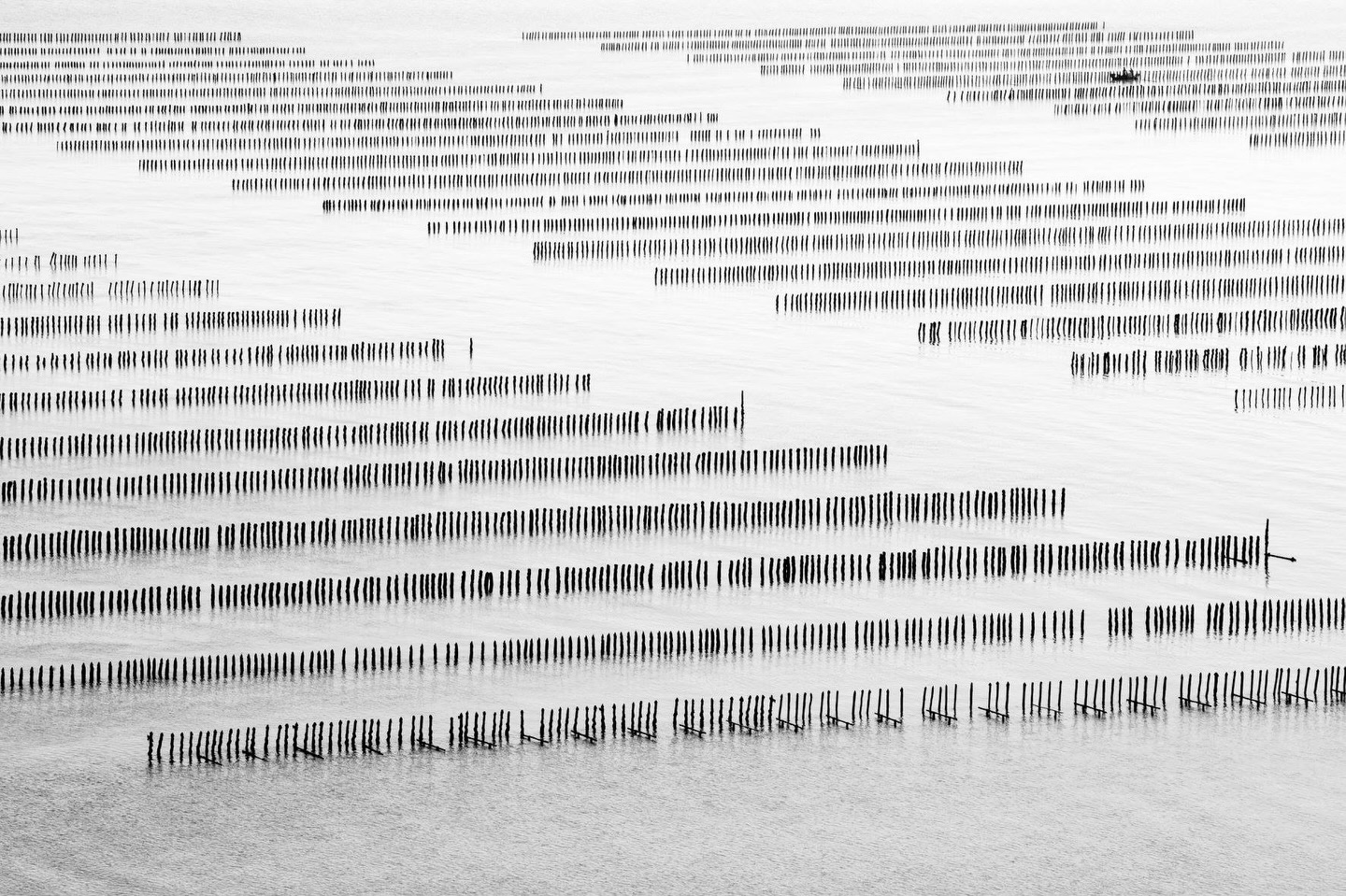 Quand la mer écrit.

À marée basse, les bouchots dessinent des lignes infinies devant l’île des Ebihens, au large de Saint-Cast.
Vue du ciel, ce paysage familier devient presque abstrait : une partition silencieuse où la mer, les marées et le travail des hommes composent ensemble.

La Bretagne n’est jamais tout à fait la même selon l’angle où on la regarde.

📍 Baie de Saint-Cast – Île des Ebihens.  #bretagne #cotedemeraude #saintcastleguildo #ilesdesebihens #bouchots