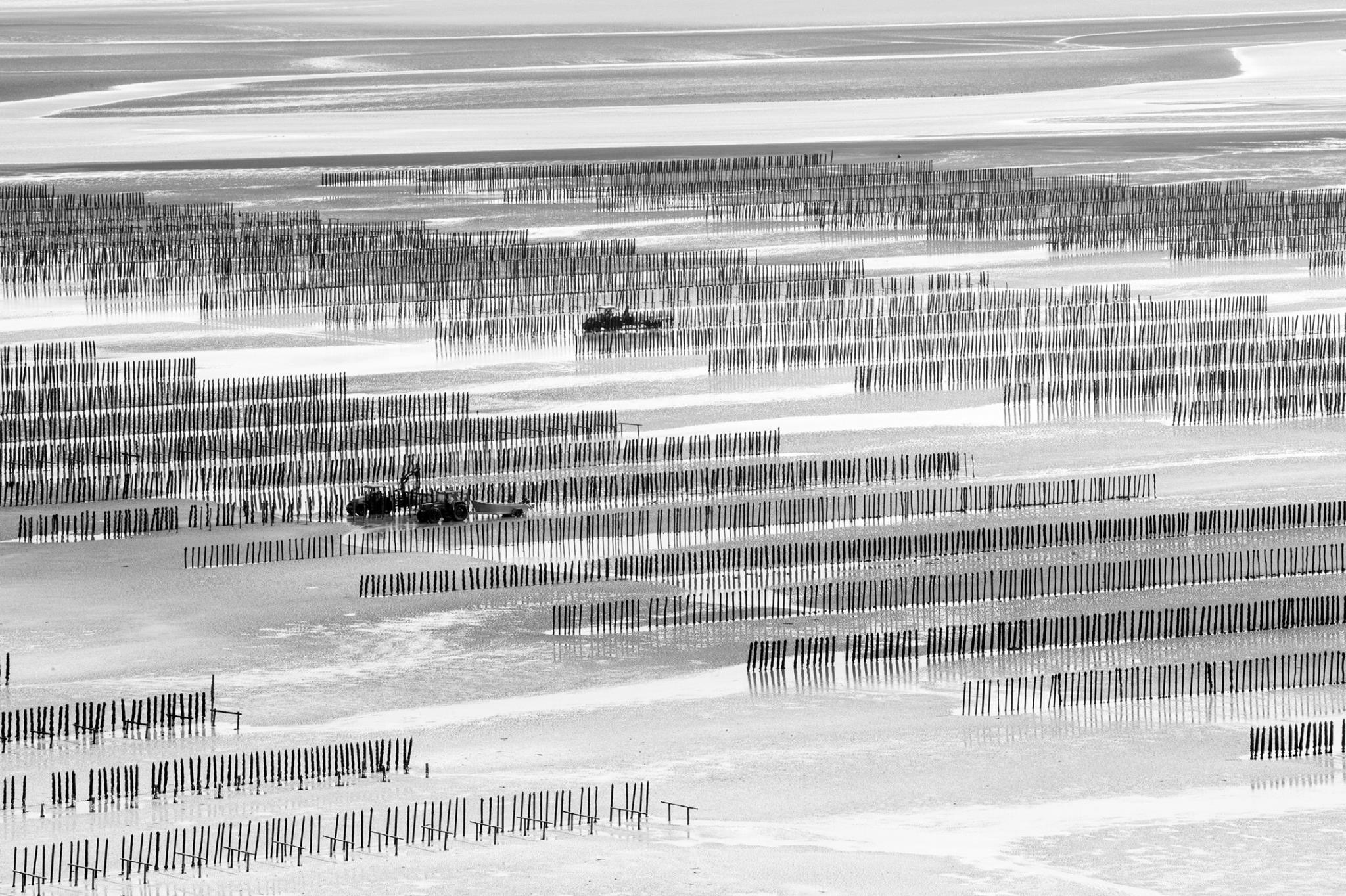 Bouchot 4  Des lignes, encore et encore.
Comme une partition silencieuse dessinée par la mer.

À marée basse, tout se révèle.
Le travail de l’homme, patient, presque invisible, face à l’immensité.

Puis il y a ce mouvement, au milieu de l’ordre.
Une machine, une présence, une vie.

Entre chaos et précision,
la baie écrit ses propres règles.  #bouchots  #photodart #noiretblanc  retrouvez cette série sur mon site web  michaelauvretphotographie.fr